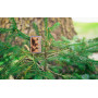Зажигалка WOODCHUCK Street Chrome™ ZIPPO 49171